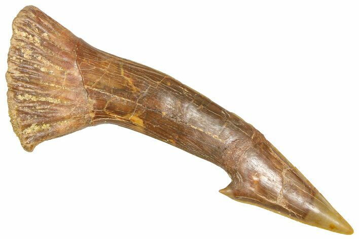 Bargain, Fossil Sawfish (Onchopristis) Rostral Barb - Morocco #366678
